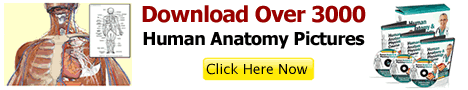 Human Anatomy Banner research topics How To Choose Great Research Topics ? 468x90 1