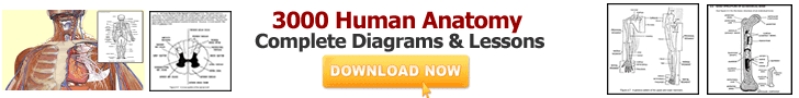 Human Anatomy Banner