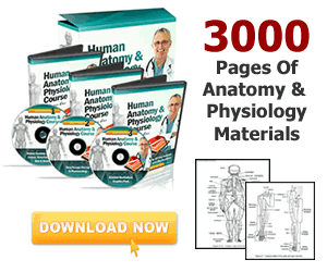 Online Human Anatomy and Physiology Help