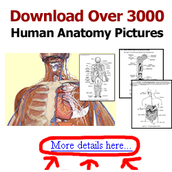 Human Anatomy Banner