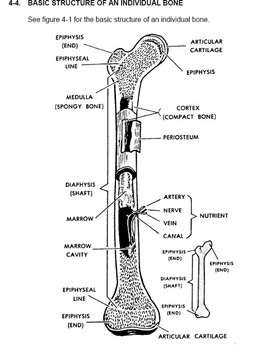 ø The #1 Human Anatomy and Physiology Course ø | Learn About The Human