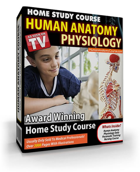 Human Anatomy Course