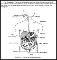 Digestive System