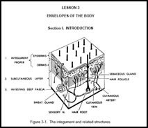Evelopes of The Body