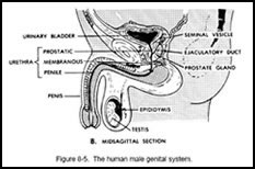 Genital System