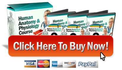 buy anatomy course