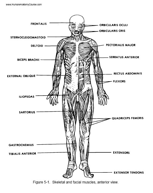 human digestive system diagram labeled. Lesson 9: The Human