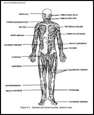 Human Muscles