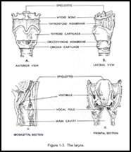 Larynx Physiology