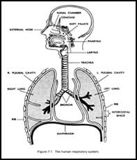 Respiratory System