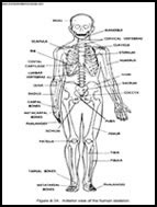 ø The #1 Human Anatomy and Physiology Course ø | Learn About The Human