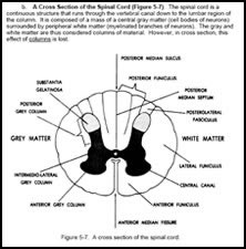 Spinal Cord