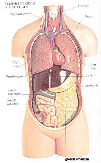 major internal structures anatomy illustration drawing