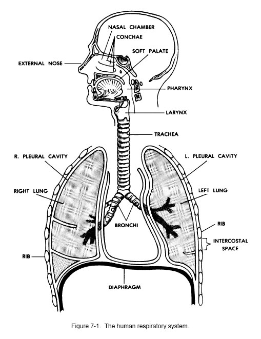 How To Study Anatomy - Human Anatomy and Physiology Course ø | Learn