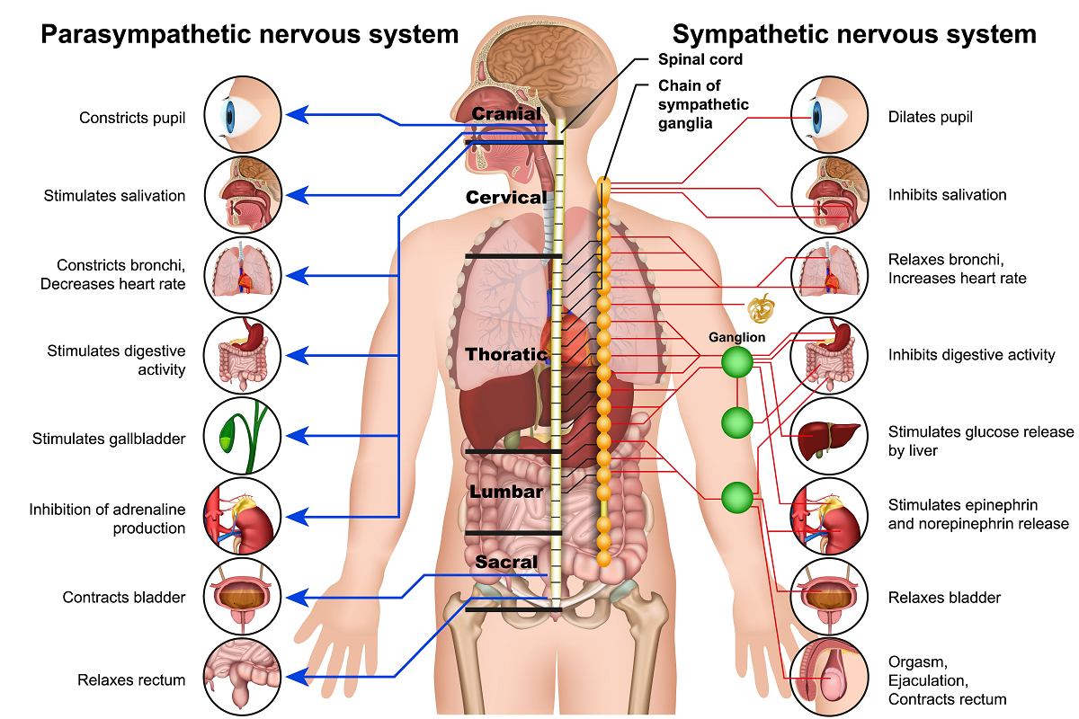 anatomy chart