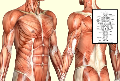 detailed human anatomy body