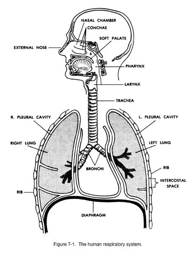 respiratory system illustration