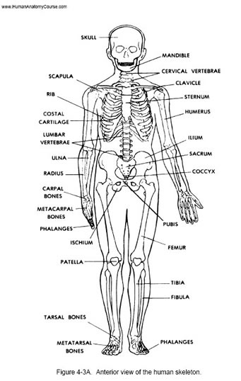 skeleton anatomy