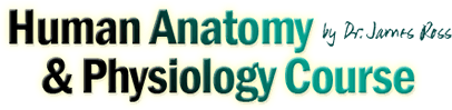 human anatomy logo