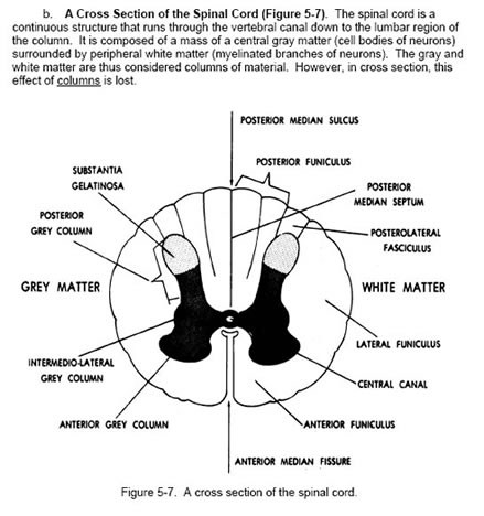 spinal cord illustration